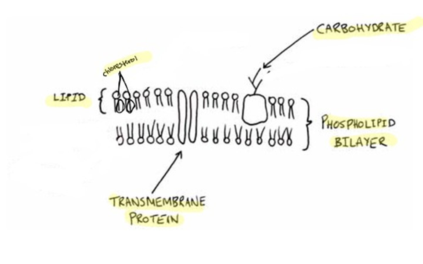 <p>double layer of lipid with attached phosphate groups</p><p>phospholipid bilayer</p><p>selective barrier</p><p>proteins are receptors of chemical messengers</p>