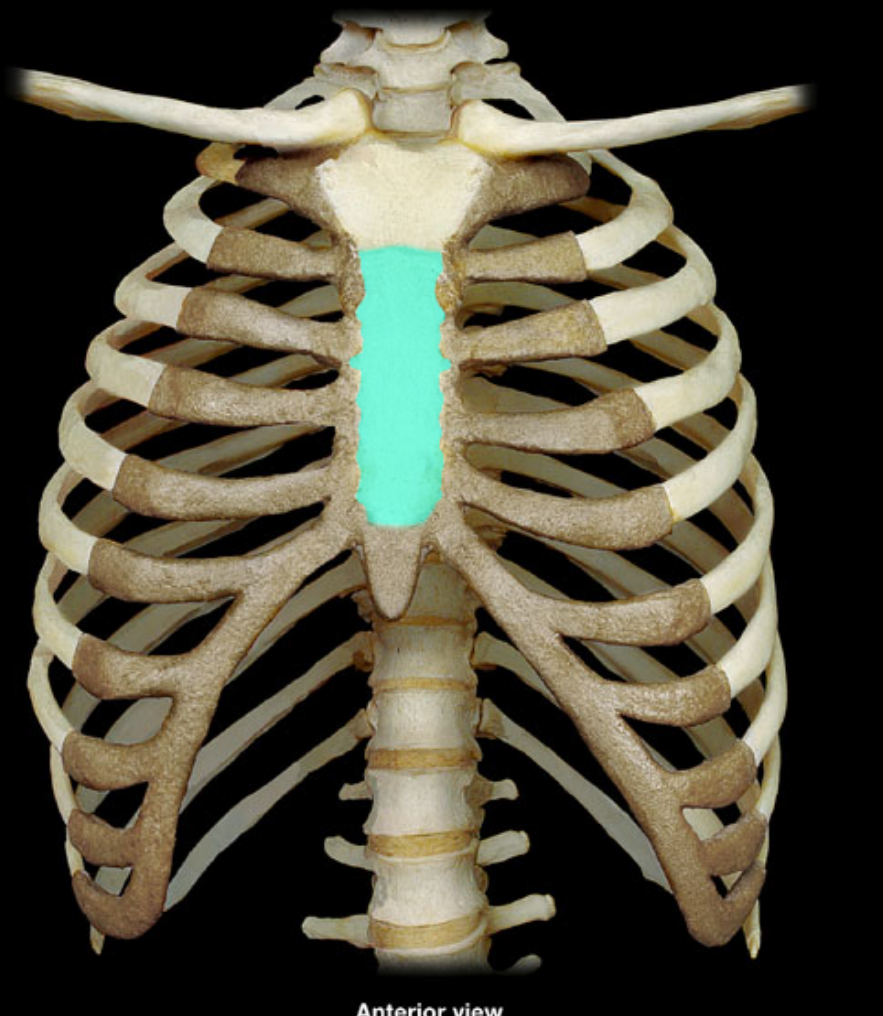 <p>what part of the thoracic cage is highlighted</p>