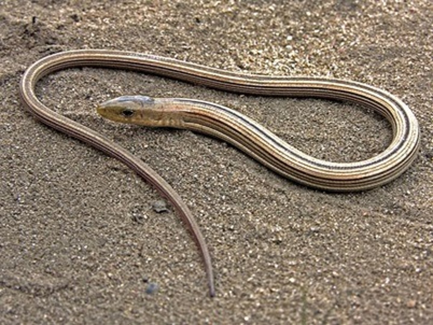 <p>- looks like a snake</p><p>- ear opening</p><p>- tan background with black stripes</p>