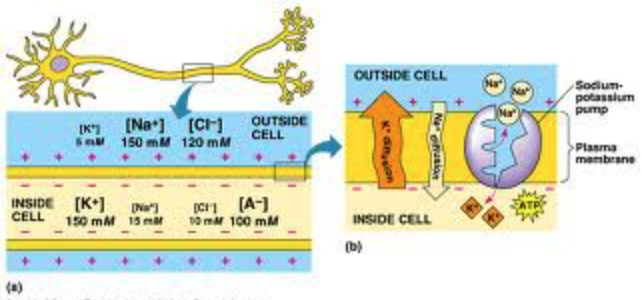 <ol><li><p>Three Na+ are actively expelled and two K+ are taken in, using ATP (making inside more negative)</p></li><li><p>Some K+ passively flows down Potassium <em>leak channel</em>, leaving the cell</p></li><li><p><em>Fixed anions</em> within the cell help maintain more negative charge inside cell, too</p></li></ol>