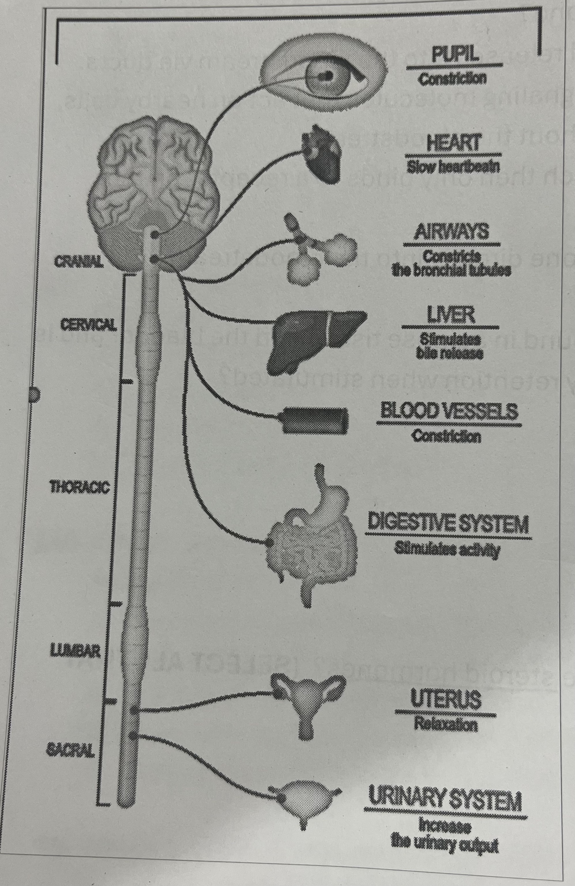 <p>Which division of the autonomic nervous system is depicted in the diagram above?</p>