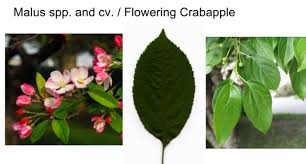 <p><span>Deciduous tree with oval green leaves, showy pink or white spring flowers, and small red or yellow fruit. Used ornamentally.</span></p>