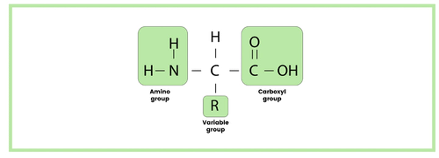 <p>- Amino group</p><p>- Carboxyl group</p><p>- Variable group</p>