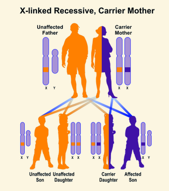 <p>will not </p><ul><li><p>females have two x chromosomes, so the mutation is carried but not expressed. the normal x chromosomes will be expressed because this is a recessive trait </p></li></ul><p></p>