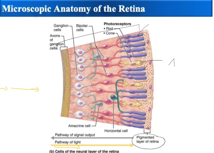 <p>Rods absorb dim light and specialize in peripheral vision</p>