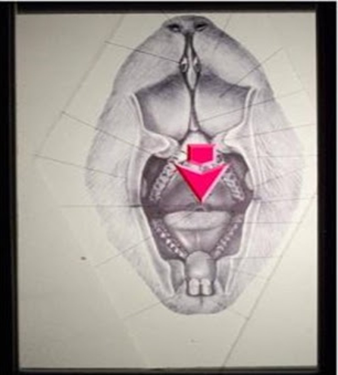 <p>This structure is found in guinea pigs and makes them obligate nasal breathers and hard to intubate. What other animal has this structure?</p><p>A. Rabbit</p><p>B. Chinchilla</p><p>C. Dog</p><p>D. Pig</p><p>E. Ferret</p>