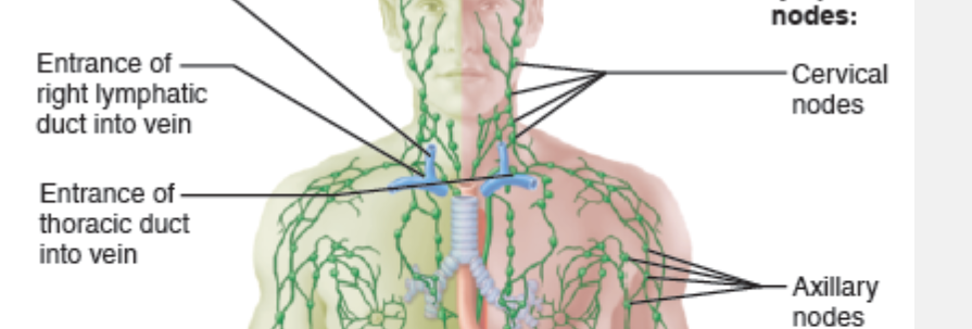 <ul><li><p>Largest vessels; carry lymph fluid to subclavian veins </p></li></ul><p></p>