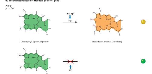 <p>Fill in the blank…</p><p>A molecular explanation for Mendel’s pea color…</p><p>The ( ) allele encodes the ( ) enzyme Sgr, which breaks down ( ). The ( ) allele does not make this enzyme, so chlorophyll is not broken down and the peas remain green.</p>