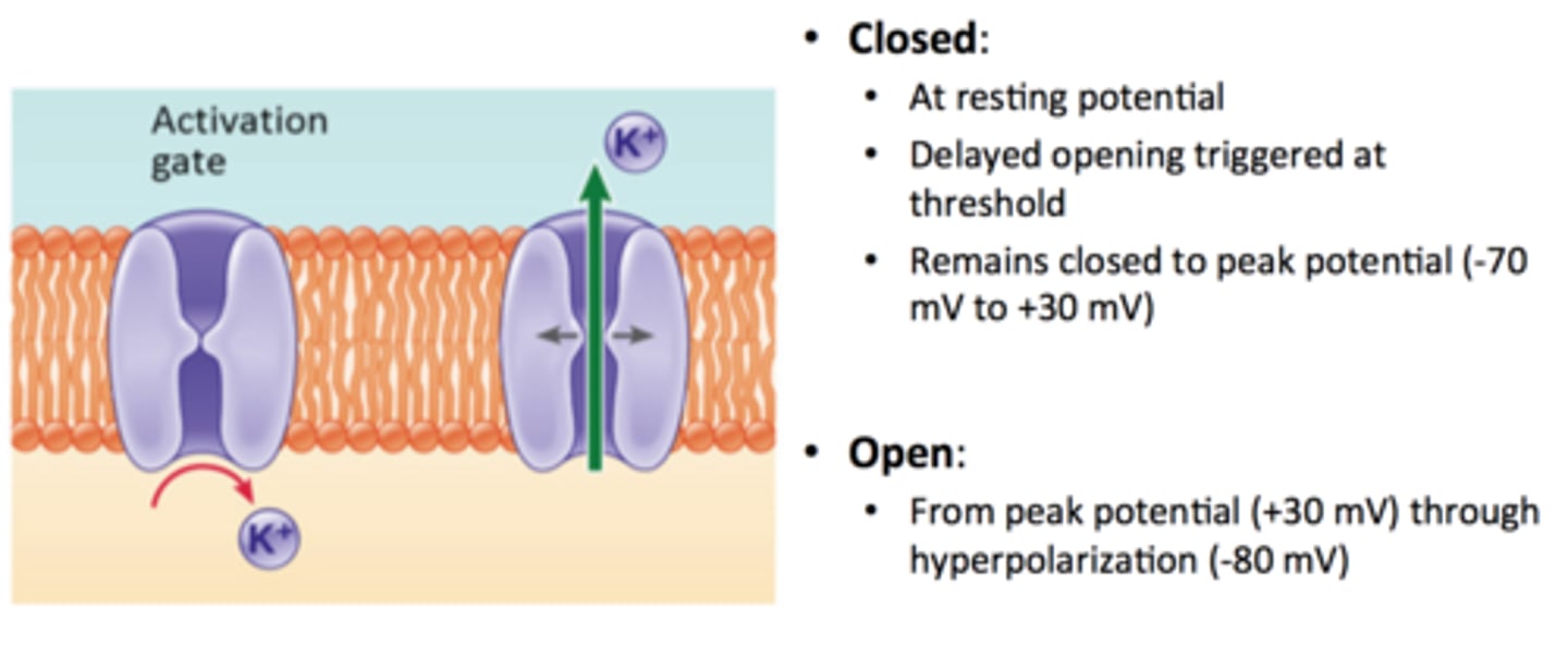 <p>Ion channels that open during repolarization.</p>