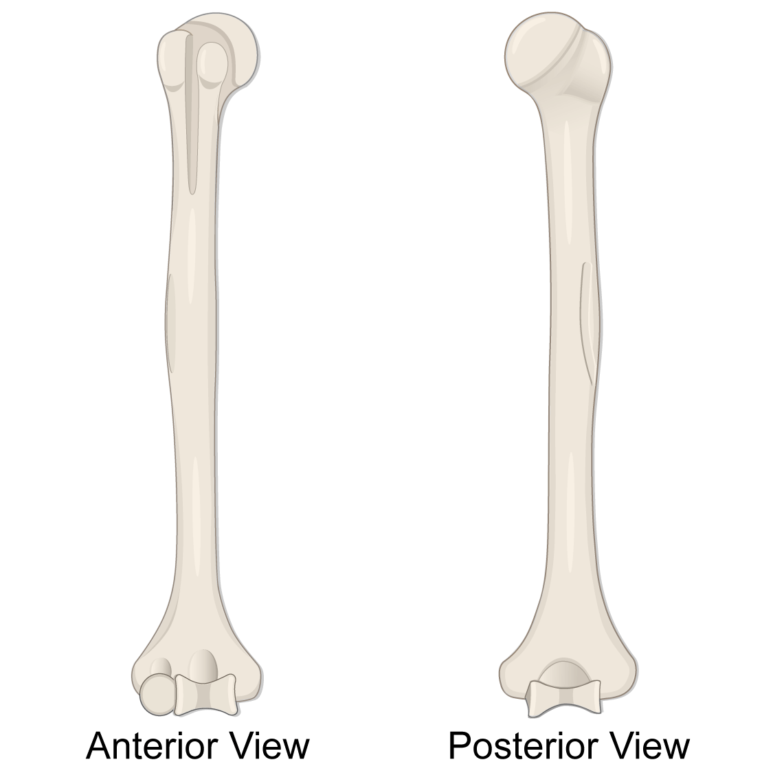 <p>Which side bone is this?</p>