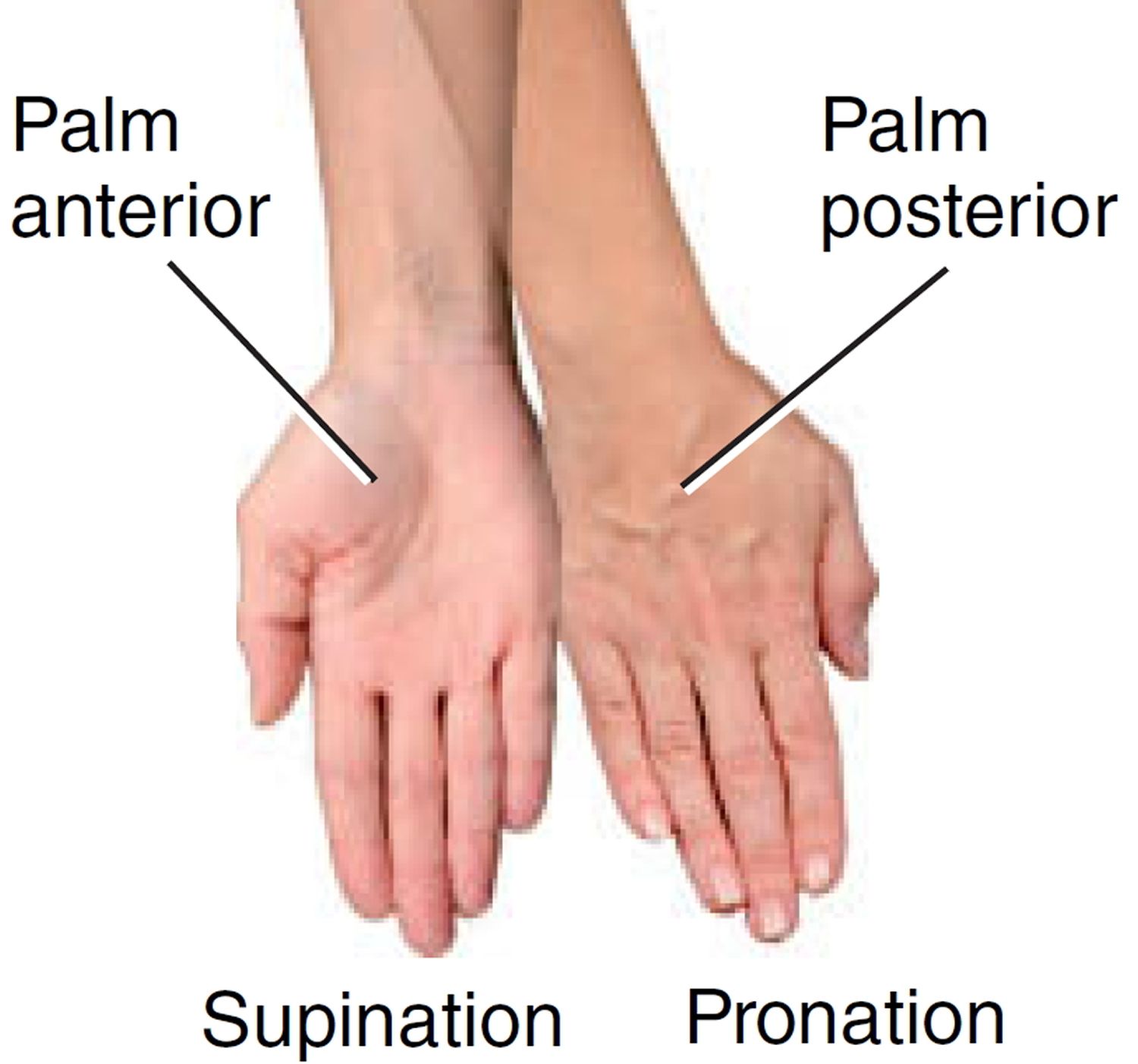 <p><span>Turning the forearm so the palm faces forward is called</span></p>