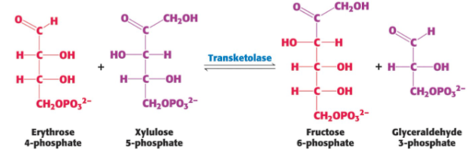 <p>DEFINE: Transketolase</p>