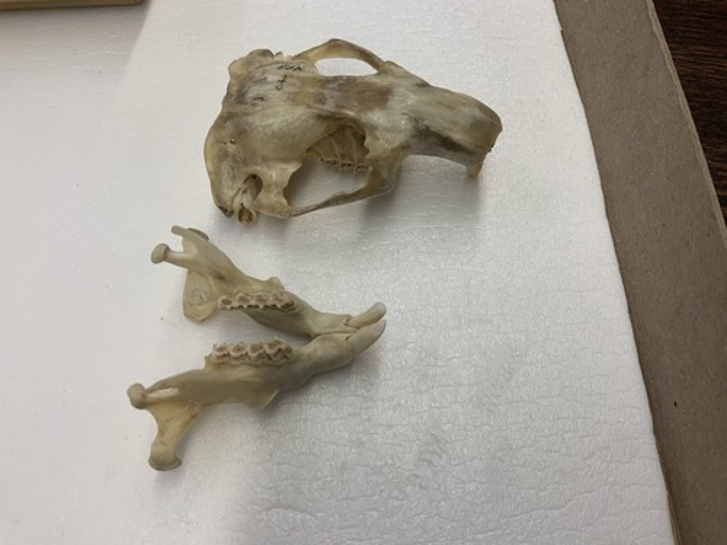 <p>Family, Suborder, Order, Infraclass, Subclass</p><p>-apple teeth</p><p>-infraorbital foramen small, rounded; front view, protogomorphous</p>