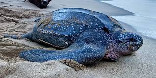<p>Leatherback</p>