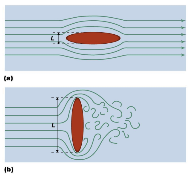 <p>The _________ of an organism affects the formation of turbulence</p>