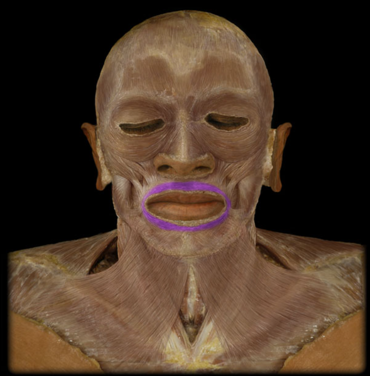 <ul><li><p>Action: Closes lips, Protrudes lips (pucker)</p></li><li><p>Origin: Skin around mouth, Mandible (midline), Maxilla (midline)</p></li><li><p>Insertion:, Lips, Interdigitation with fibers from opposite side</p></li><li><p>Innervation: Facial nerve (CN VII)</p></li></ul><p></p>