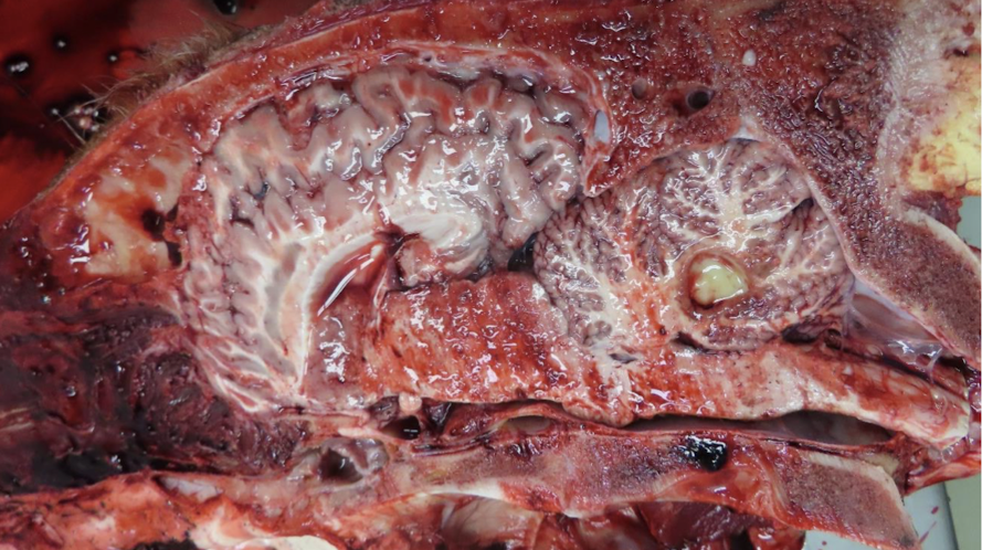 <p>What is this an image of?</p>