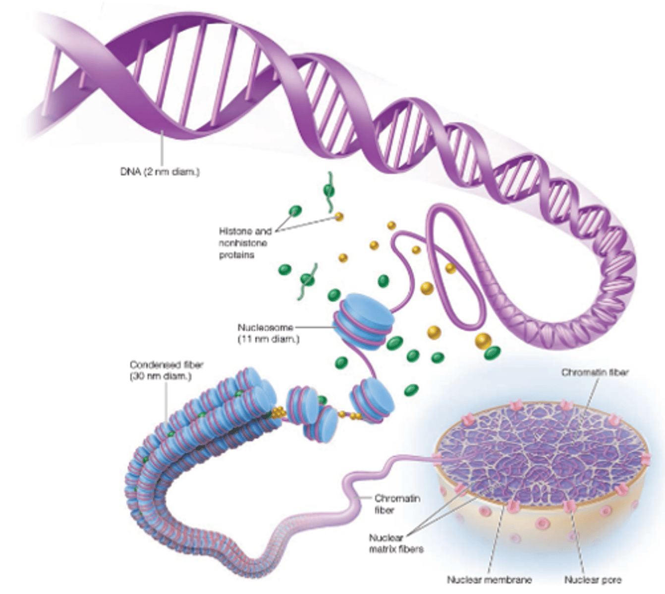 <p>Why are nucleosomes important for DNA processes? (2)</p>