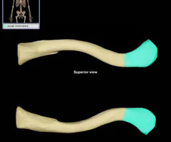 <ul><li><p>flattened end </p></li></ul>