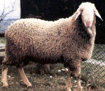 <ul><li><p>kept primarily for meat production </p></li><li><p>polled and has semi-lopped ears </p></li><li><p>reared in small or medium size flocks</p></li><li><p>breed category: meat, medium wool </p></li><li><p>distribution: italy </p></li></ul><p></p><p></p>