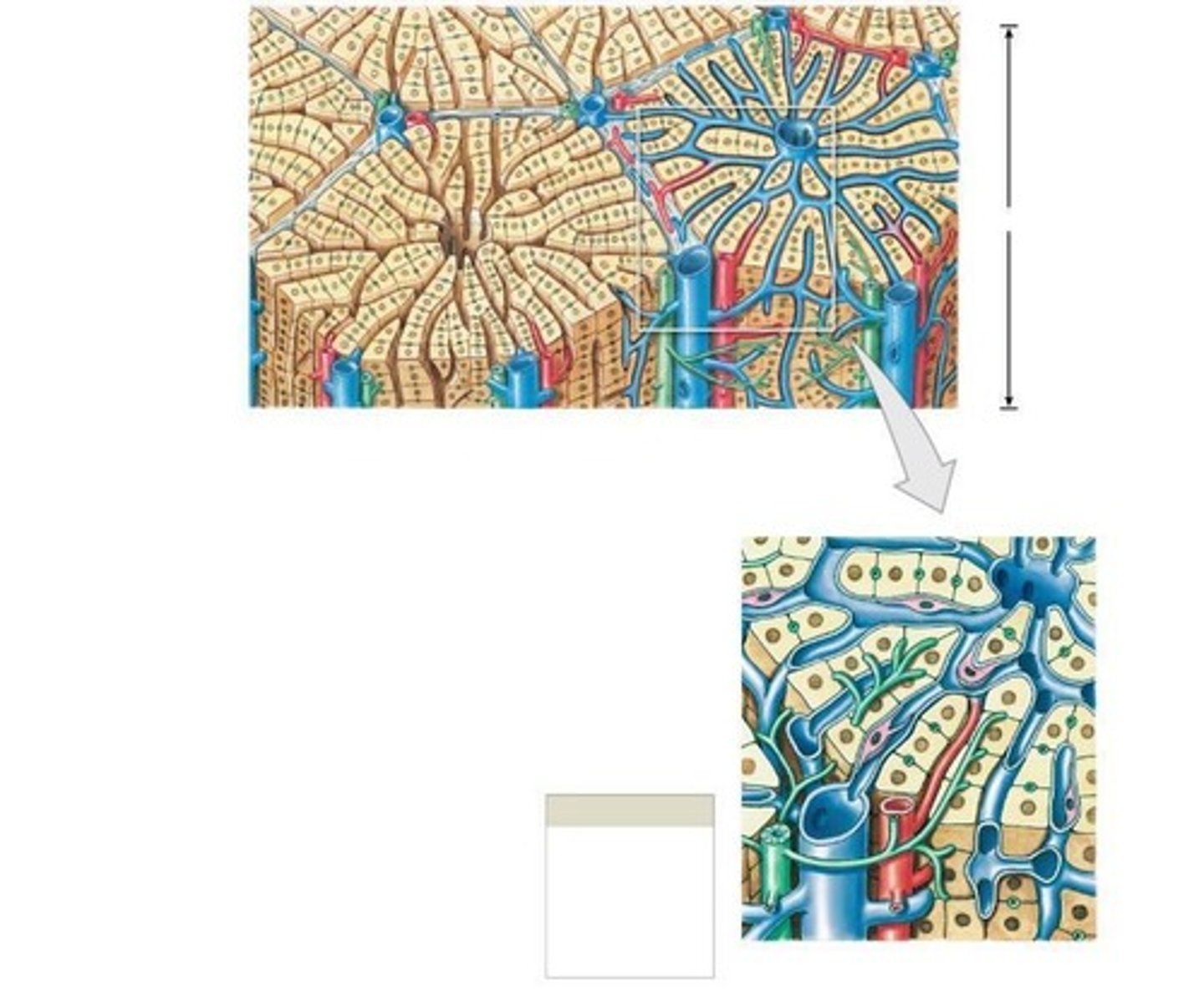 <p>Contains hepatic artery, bile duct, portal vein.</p>