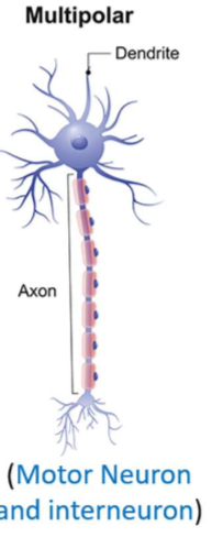 <ul><li><p>one axons, multiple dentrites</p></li><li><p>interneurons and motor</p></li></ul><p></p>
