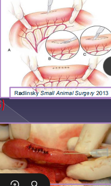<p><span>Small Intestinal Surgery Procedures</span></p>