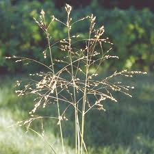 <p>Switchgrass</p>