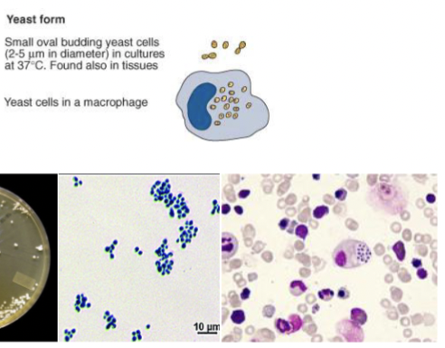 <p>Small oval budding yeast cells, can live in macrophages&nbsp;</p>