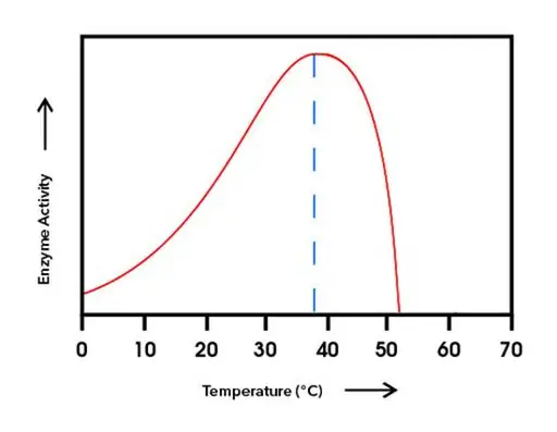 <p><span style="color: red;">Describe </span>and <span style="color: purple;">explain </span>how temperature effects the rate of enzyme controlled reactions, using the graph below</p>