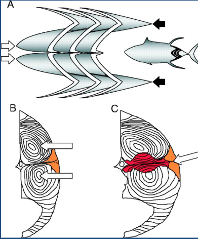 <p>white muscles</p>