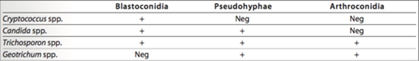 <p>Cryptococcus spp.<br><br>Cryptococcus spp. do not form either pseudohyphae or arthroconidia. Candida spp. produce blastoconidia or pseudohyphae. Trichosporon spp. produce pseudohyphae, blastoconidia, and arthroconidia. See the chart below.</p>