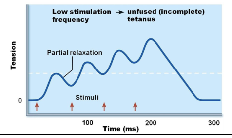 <ul><li><p>response to change in stimulus frequency</p><ul><li><p>increased stimulus frequency (muscle does not completely relax between stimuli) → second contraction of greater force</p></li></ul></li></ul><p></p>