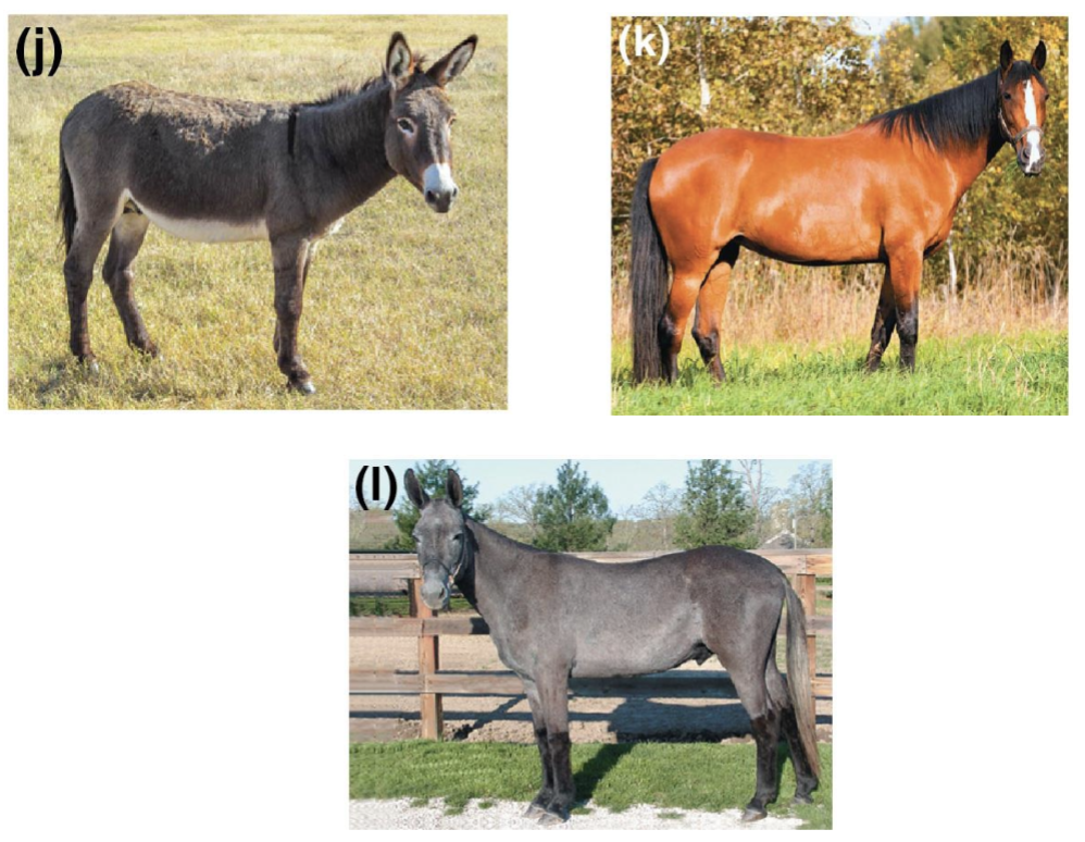 <p>Reduced hybrid fertility</p>