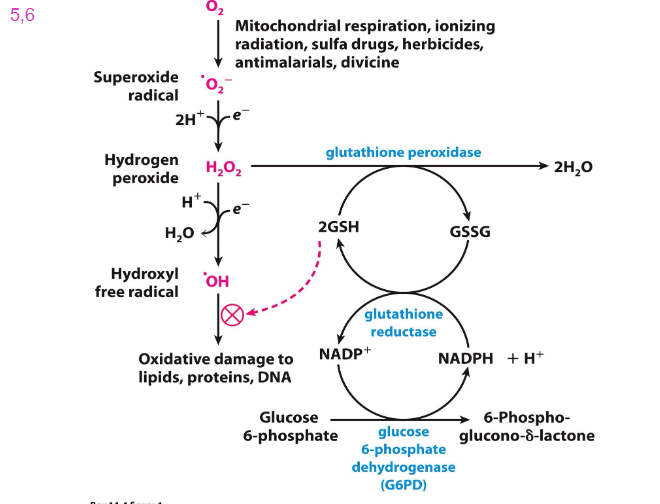 <p>- if we have a situation of oxidative stress, we want a big pool of reduced glutathione to deal with that</p><p>- red blood cells are exposed to a lot of oxygen</p><p>- we want to make sure they are well equipped to deal with that oxygen in case we get some superoxide radicals being formed (reactive oxygen species)</p>
