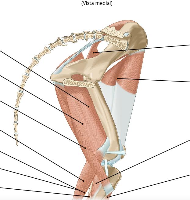 <p>Origen e Inserción del Tensor de la Fascia Lata</p>