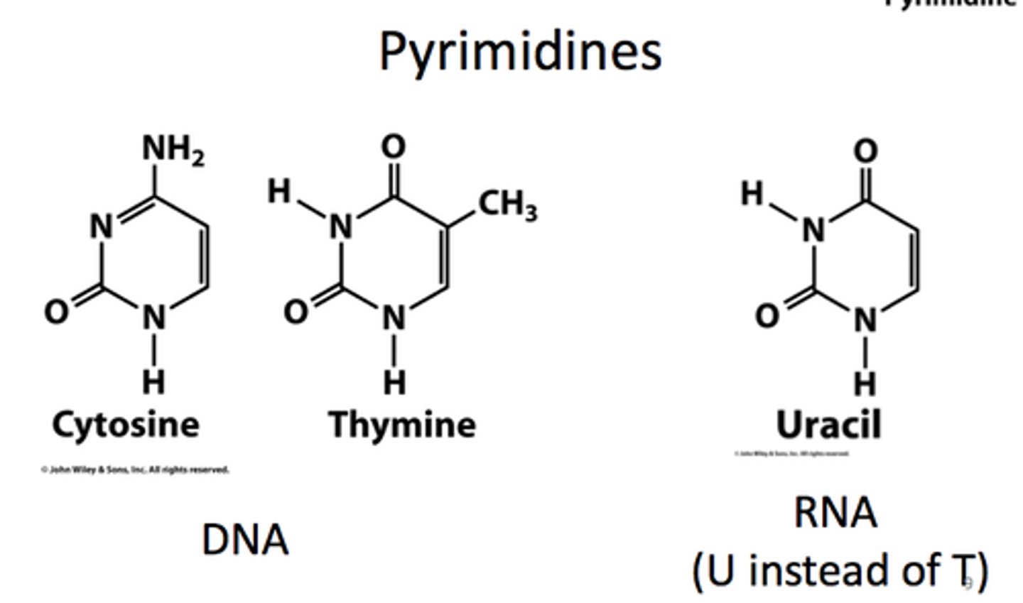 <p>cytosine, thymine, uracil</p>