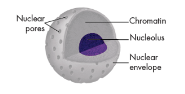 <ul><li><p>small, dense region in the nucleus. </p></li><li><p>where the assembly of ribosomes begins.</p></li></ul><p></p>