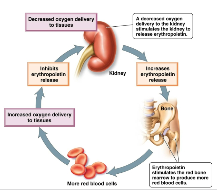 <p>Erythrocytes that transport oxygen to cells. Carry about 25% of the blood's total carbon dioxide. Shaped like biconcave disks are very flexible. No nucleus when mature. Contains hemoglobin</p>