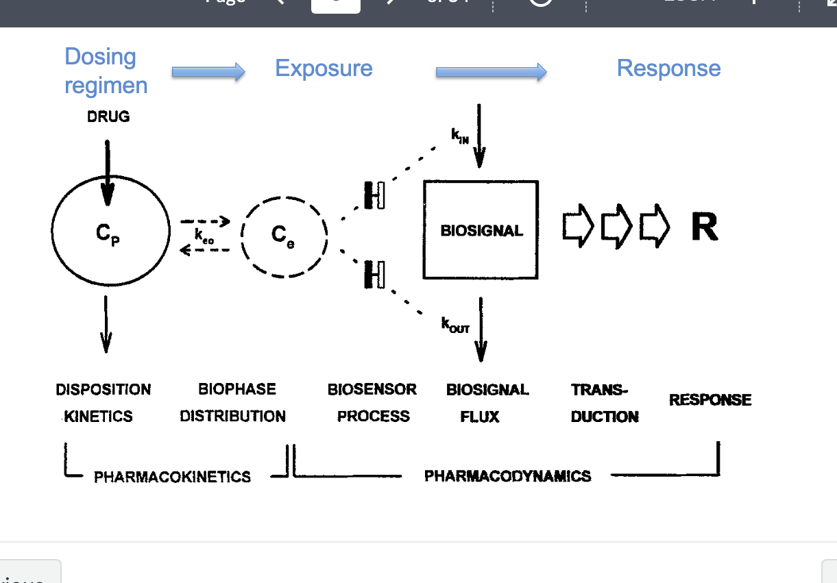 <ul><li><p>PK</p><ul><li><p>disposition kinetics</p><ul><li><p>dosing regimen → Cp = plasma concentration of drug </p></li></ul></li><li><p>biophase distribution </p><ul><li><p>Ce = effect site concentration → linked to k<sub>eo</sub> (rate constant describing how quickly Cp equilibrates with Ce)</p></li><li><p>exposure</p></li></ul></li></ul></li><li><p>PD</p><ul><li><p>biosensor process</p><ul><li><p>drug binds to receptor or target leads to → biosensor activation</p></li></ul></li><li><p>biosignal flux</p><ul><li><p>generated by k<sub>in</sub> (rate of biosignal production) and k<sub>out</sub> (rate of signal loss/degradation)</p></li><li><p>how quickly the system reacts to drug presence</p></li><li><p>duration of action and signal delay</p></li></ul></li><li><p>transduction</p><ul><li><p>biosignal is translated into a response</p></li></ul></li><li><p>response</p></li></ul></li></ul><p></p>