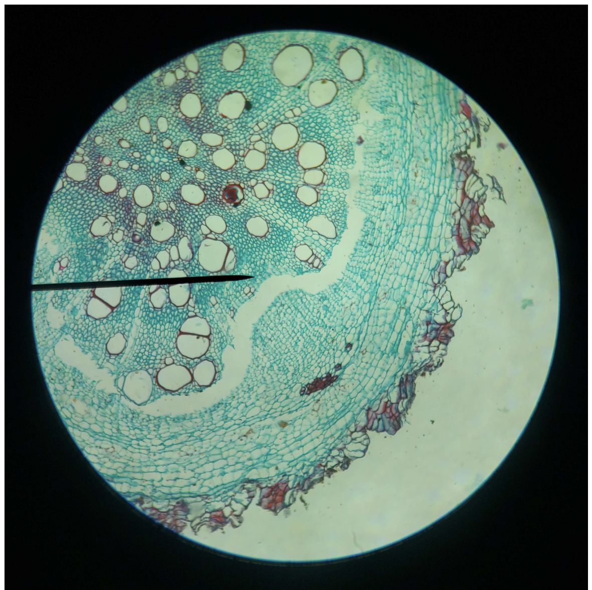 <p>Vascular Bundle</p>