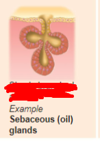 <p>what is the exocrine gland?</p>