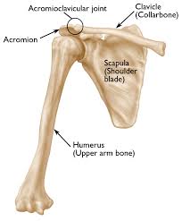 <p>Scapula </p>