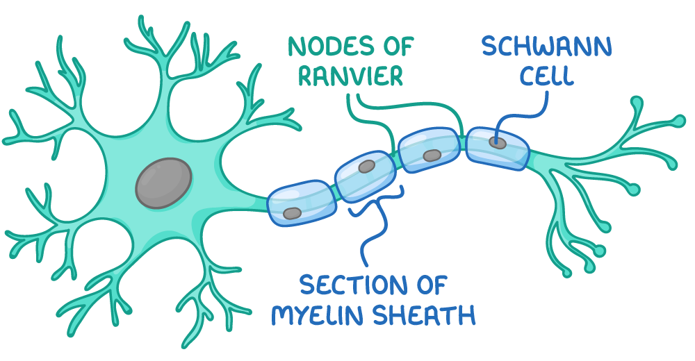 <ul><li><p>membranes form myelin sheath</p></li><li><p>remove debris via phagocytosis</p></li><li><p>aid regeneration</p></li></ul><p></p>