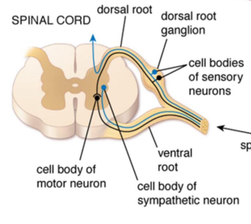 <p>dorsal root ganglion</p>