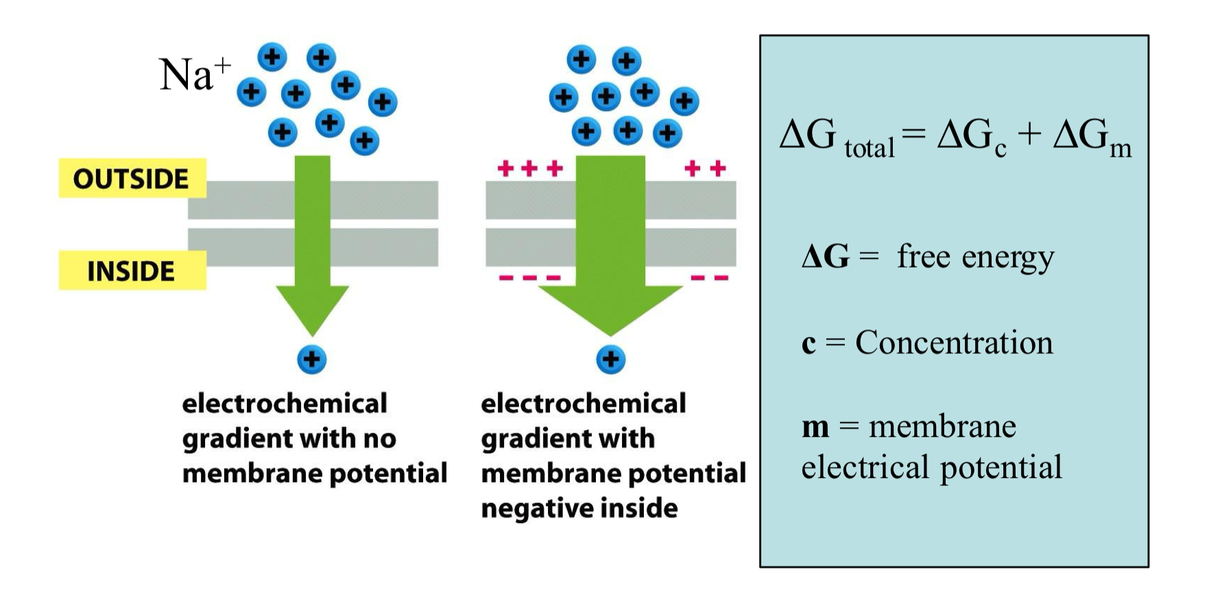 <ul><li><p>for ions: ∆G = ∆G<sub>m</sub> + ∆G<sub>c</sub></p><ul><li><p>∆G is how much energy is available when Na<sup>+</sup> moves into the cell</p></li></ul></li><li><p>∆G<sub>c</sub> = concentration gradient contribution, this is the energy due to the difference in concentration of Na<sup>+</sup> across the membrane</p></li><li><p>∆G<sub>m</sub> = electrical gradient concentration, this is the energy due to the membrane potential </p><ul><li><p>inside of the cell is typically negative relative to the outside</p></li></ul></li></ul><p></p>