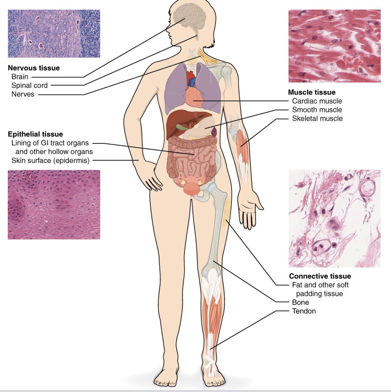 <p>-nervous tissue</p><p>-epithelial tissue</p><p>-muscle tissue</p><p>-connective tissue</p>