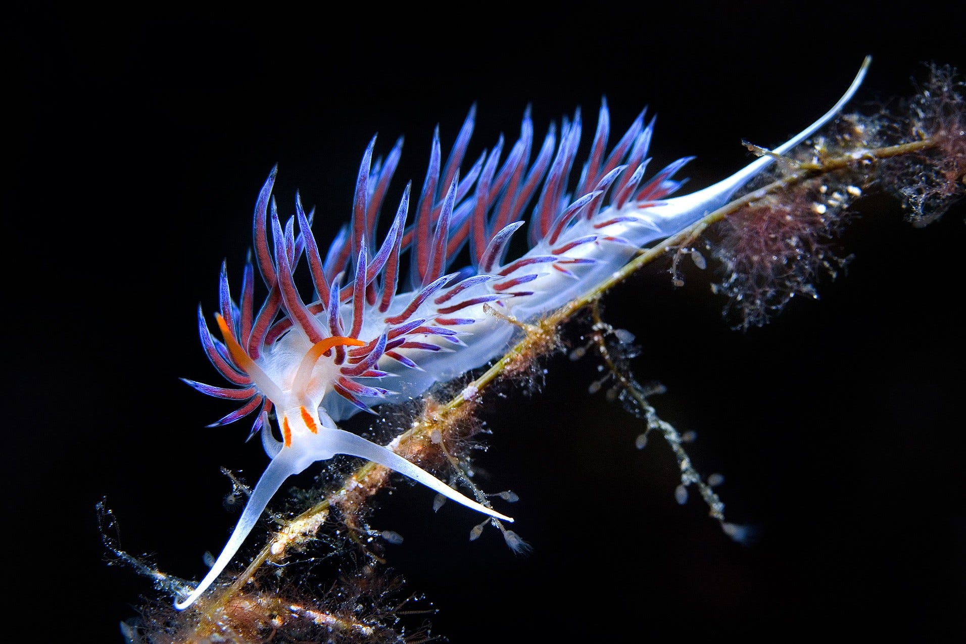 <p>Mollusca, Gastropoda</p>