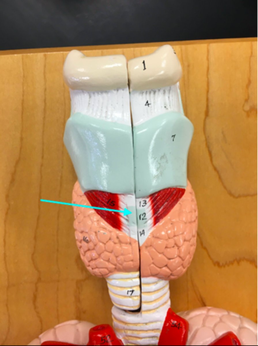 <p>What structure of the heart/lung model is the blue arrow pointing at?</p>