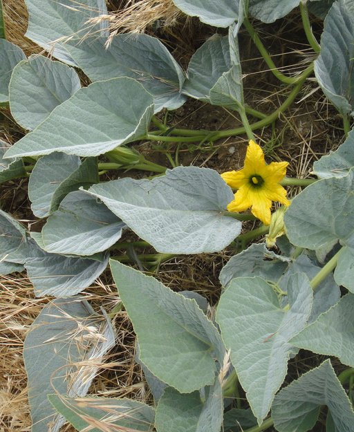 <p>large triangular, fuzzy leaves</p><p>large yellow flower</p><p>vine, trailing</p>